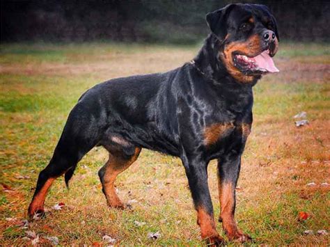 rottweiler price in india|black rottweiler puppies.